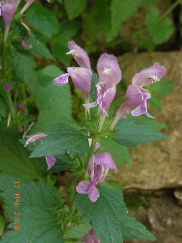 Lamium garganicum